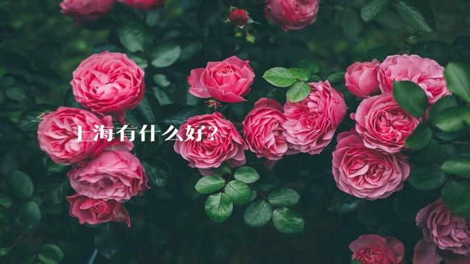 上海有什么好？