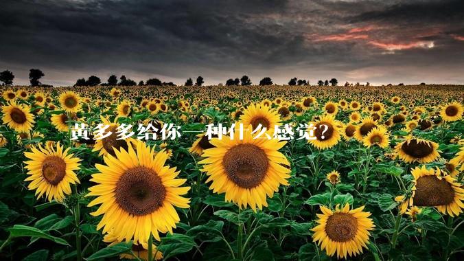黄多多给你一种什么感觉？